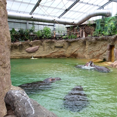 Bildnummer: 54084625 Datum: 28.05.2010 Copyright: imago/T-F-Foto
28.05.2010, Köln, Deutschland, Eröffnung des neuen Hippodoms im Kölner Zoo, Die 4 Flusspferde des Kölner Zoos erkunden das neue Hippodom Gesellschaft Köln Tiere Hippodom kbdig xub 2010 quer premiumd
Bildnummer 54084625 Date 28 05 2010 Copyright Imago T F Photo 28 05 2010 Cologne Germany Opening the New Hippodome in Cologne Zoo the 4 Hippo the Cologne Zoos explore the New Hippodome Society Cologne Animals Hippodome Kbdig 2010 horizontal premiumd