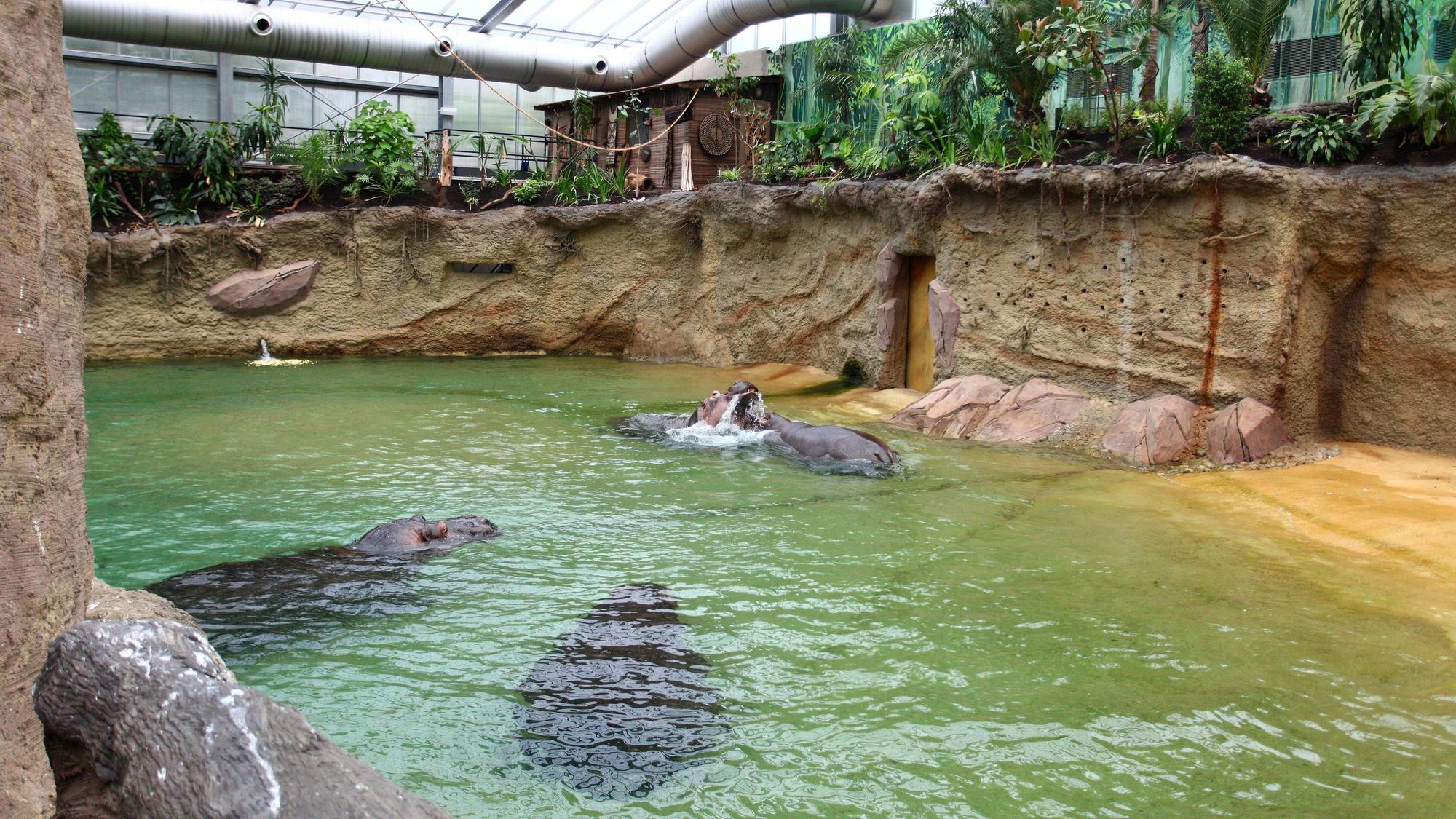 Bildnummer: 54084625 Datum: 28.05.2010 Copyright: imago/T-F-Foto
28.05.2010, Köln, Deutschland, Eröffnung des neuen Hippodoms im Kölner Zoo, Die 4 Flusspferde des Kölner Zoos erkunden das neue Hippodom Gesellschaft Köln Tiere Hippodom kbdig xub 2010 quer premiumd
Bildnummer 54084625 Date 28 05 2010 Copyright Imago T F Photo 28 05 2010 Cologne Germany Opening the New Hippodome in Cologne Zoo the 4 Hippo the Cologne Zoos explore the New Hippodome Society Cologne Animals Hippodome Kbdig 2010 horizontal premiumd