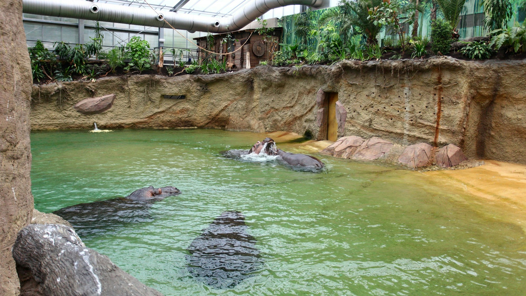 Bildnummer: 54084625 Datum: 28.05.2010 Copyright: imago/T-F-Foto
28.05.2010, Köln, Deutschland, Eröffnung des neuen Hippodoms im Kölner Zoo, Die 4 Flusspferde des Kölner Zoos erkunden das neue Hippodom Gesellschaft Köln Tiere Hippodom kbdig xub 2010 quer premiumd
Bildnummer 54084625 Date 28 05 2010 Copyright Imago T F Photo 28 05 2010 Cologne Germany Opening the New Hippodome in Cologne Zoo the 4 Hippo the Cologne Zoos explore the New Hippodome Society Cologne Animals Hippodome Kbdig 2010 horizontal premiumd
