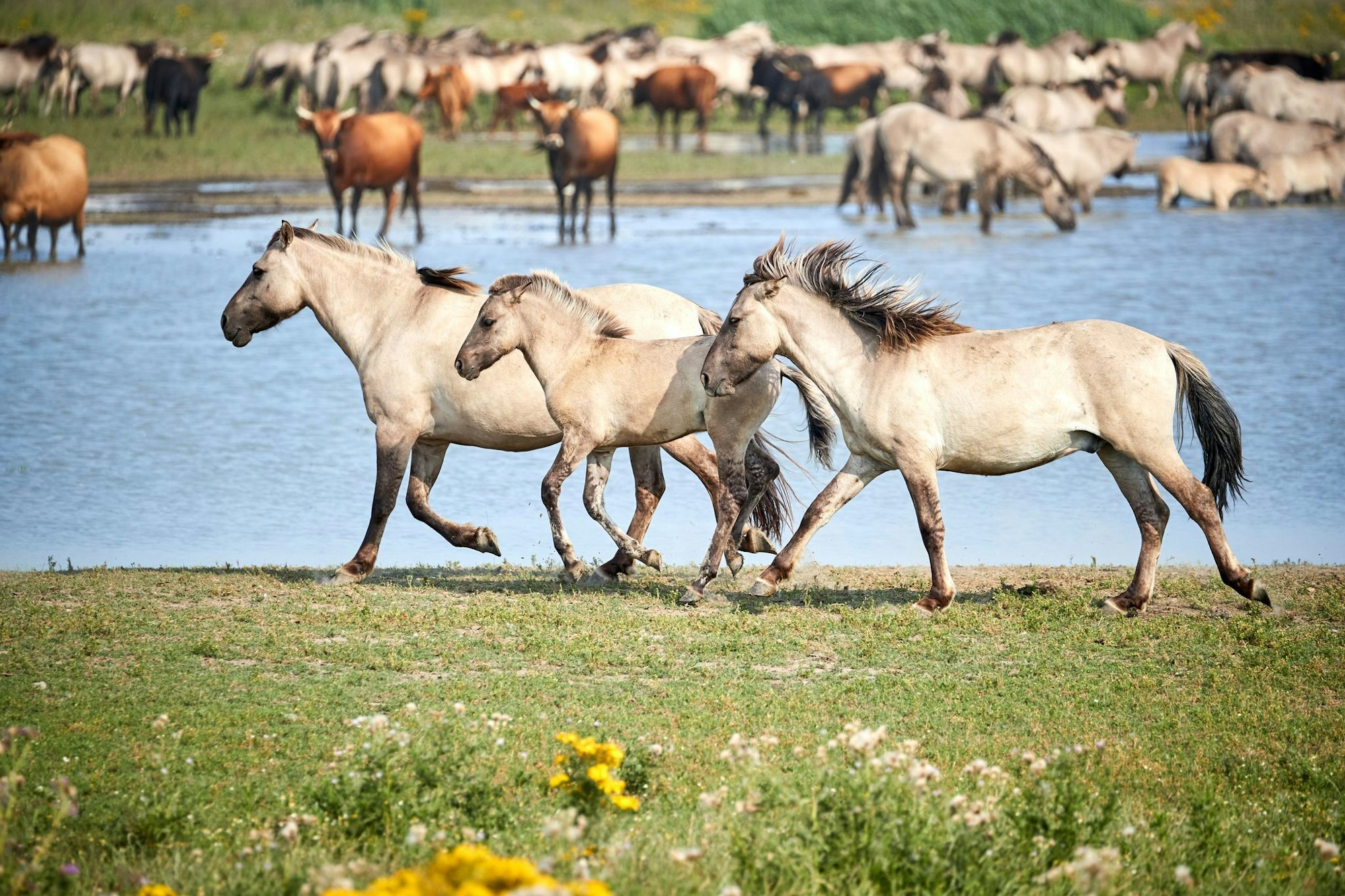 Rothirsche, Heckrinder und auch Konik-Pferde leben im Naturschutzgebiet Oostvaardersplassen.
