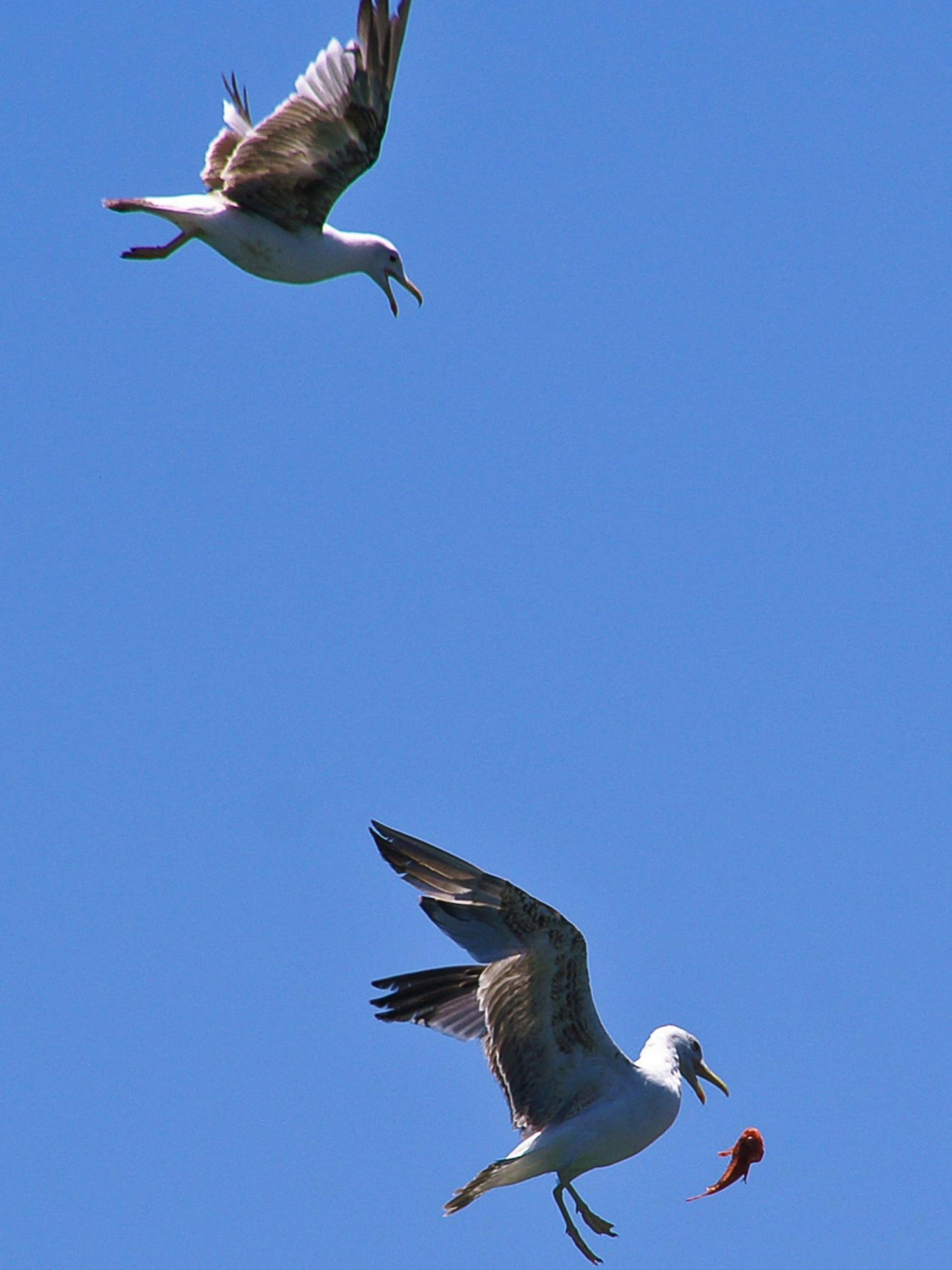 Das Bild zeigt eine fliegende Möwe, die einen Fisch fängt.