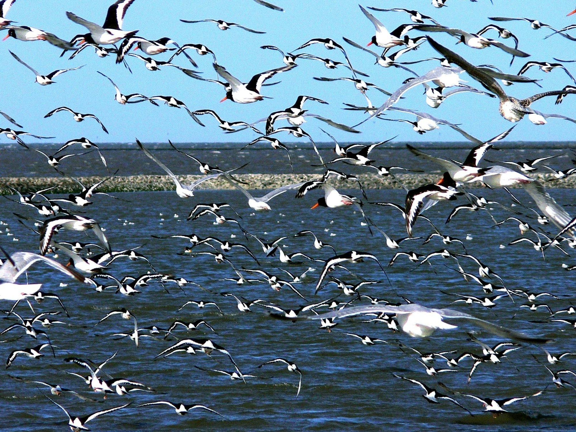 Das Bild zeigt einen Möwenschwarm über dem Wasser.