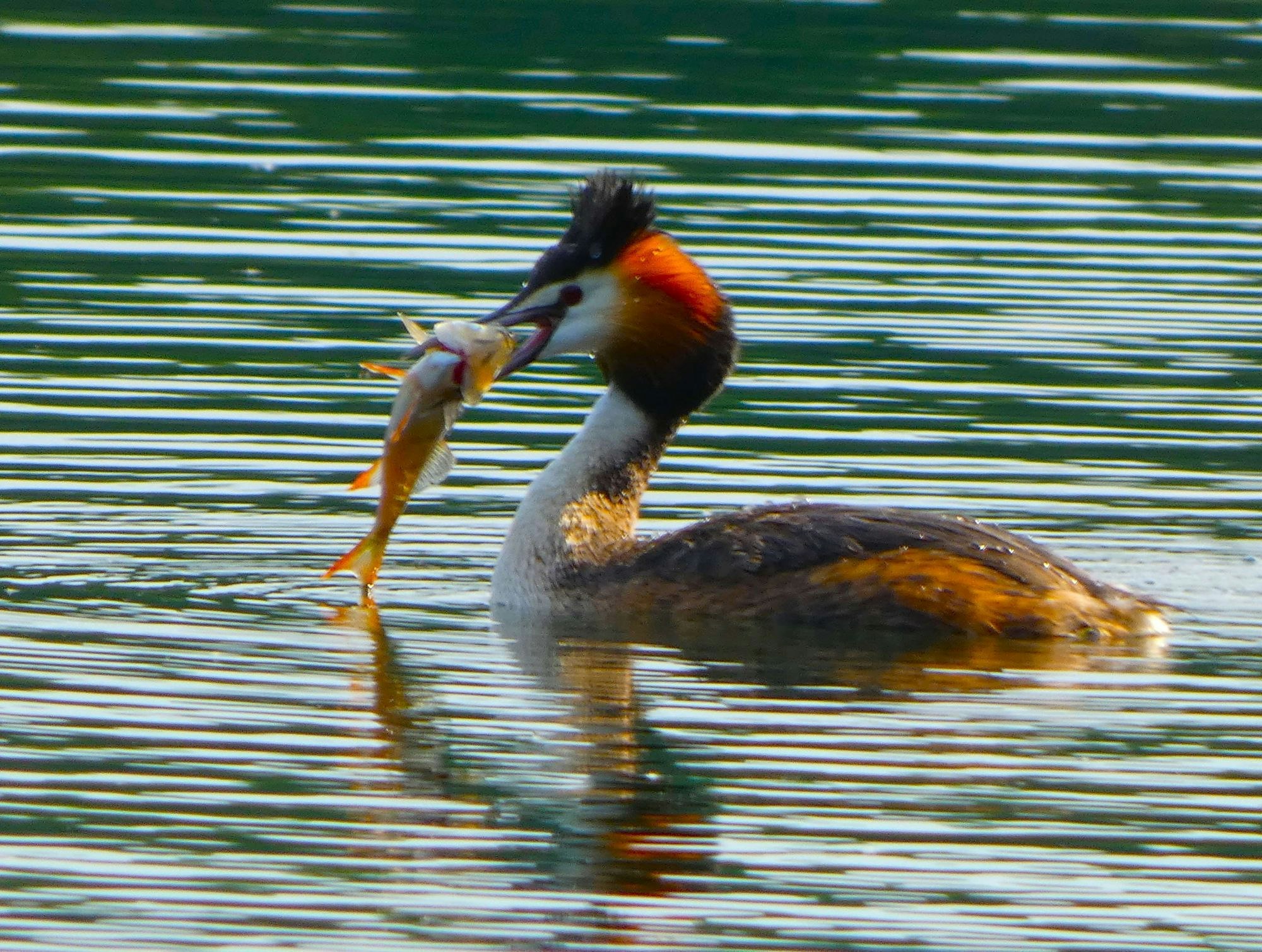 Das Bild zeigt einen Haubentaucher mit einem Fisch.