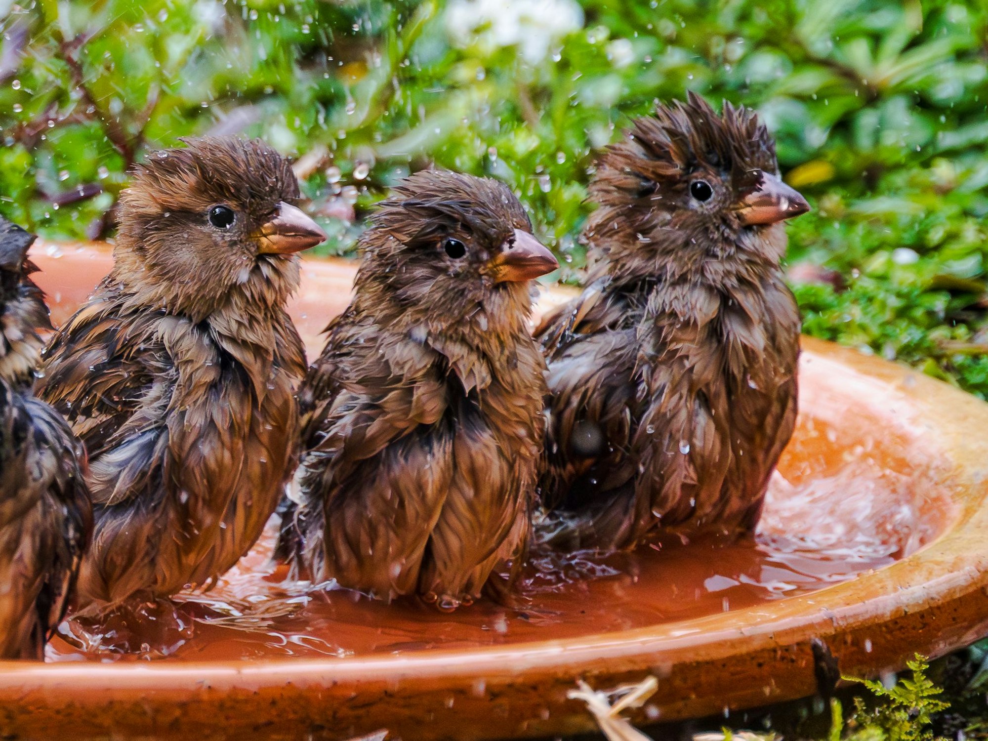 Das Bild zeigt badende Spatzen.