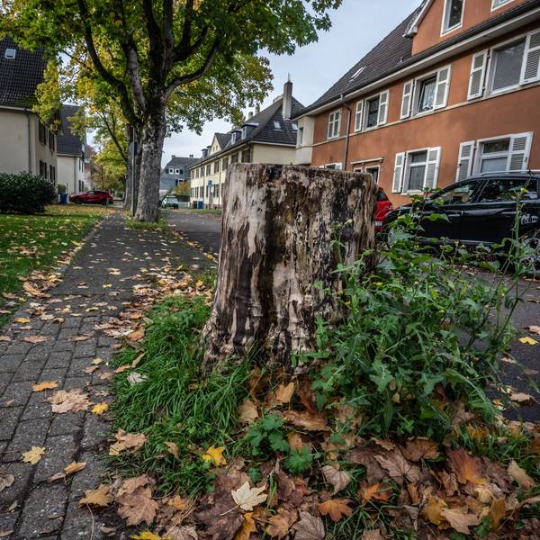 Baum-Nachpflanzungen in Leverkusen: Es ist kein Geld mehr da, um Bäume nachzupflanzen. Dieser Ahorn in der Hermann-von-Hemholtz-Straße fehlt schon seit Jahren.