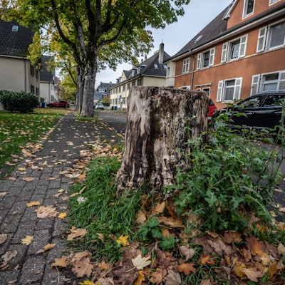Baum-Nachpflanzungen in Leverkusen: Es ist kein Geld mehr da, um Bäume nachzupflanzen. Dieser Ahorn in der Hermann-von-Hemholtz-Straße fehlt schon seit Jahren.