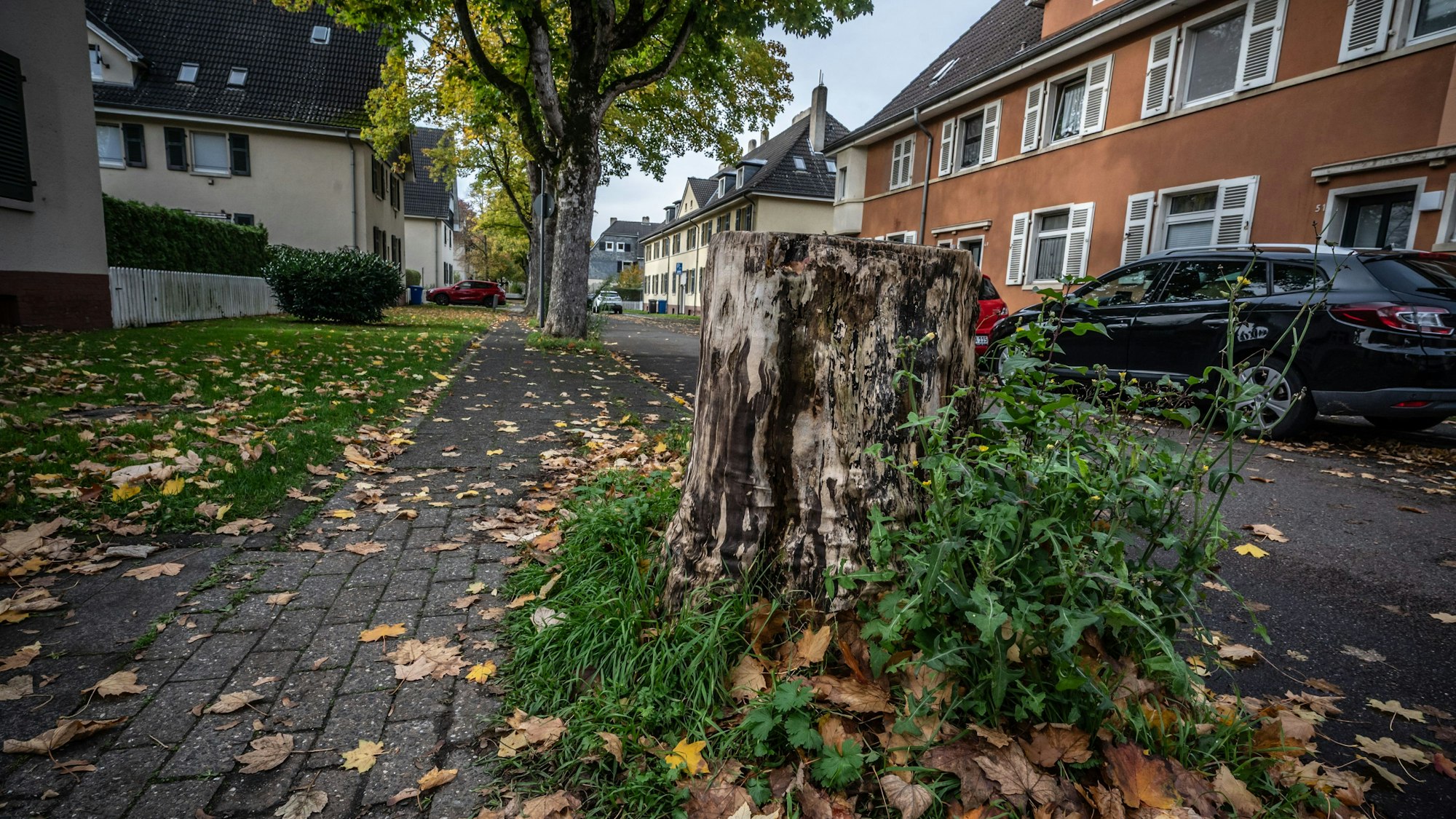 Baum-Nachpflanzungen in Leverkusen: Es ist kein Geld mehr da, um Bäume nachzupflanzen. Dieser Ahorn in der Hermann-von-Hemholtz-Straße fehlt schon seit Jahren.
