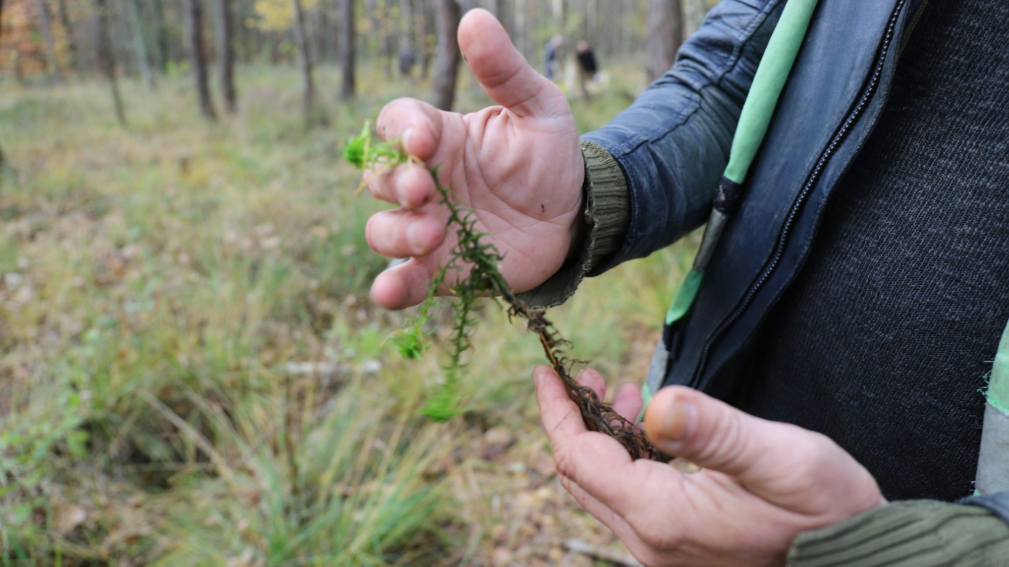 Das Pfeifengras verträgt Wasser gut und wurzelt tief.
