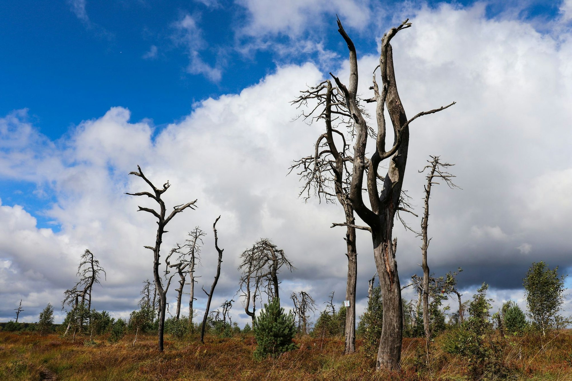 Verkohlte Baumskelette - der «Noir Flohay».