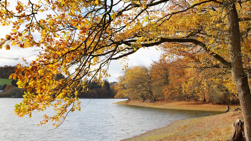 Ein Baum mit buntem Laub steht am Rand der Lingesetalsperre, im Hintergrund sind Wasser und weitere herbstbunte Bäume zu sehen.