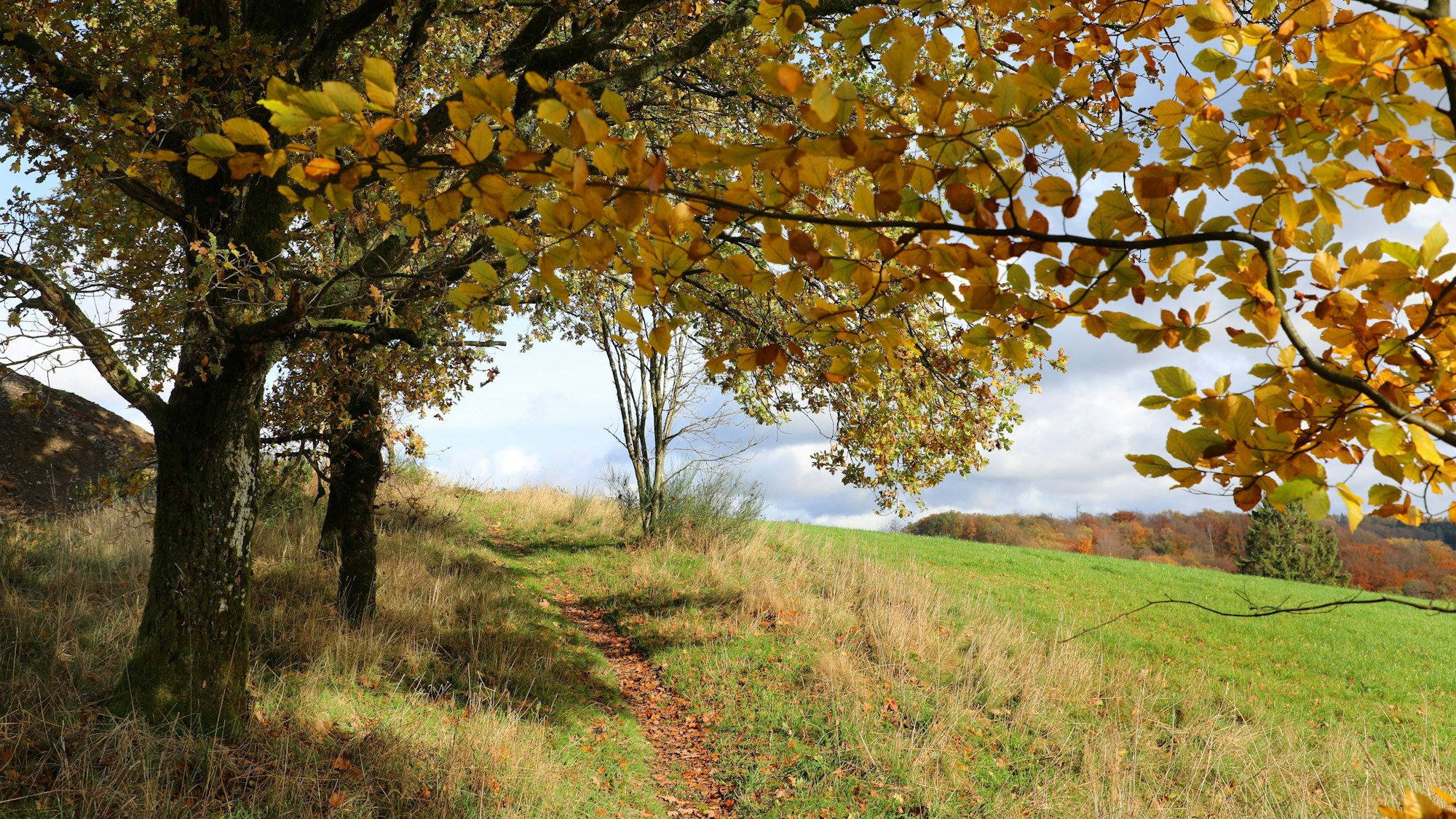 Über einem Wanderpfad hängen bunte Blätter eines Baumes.