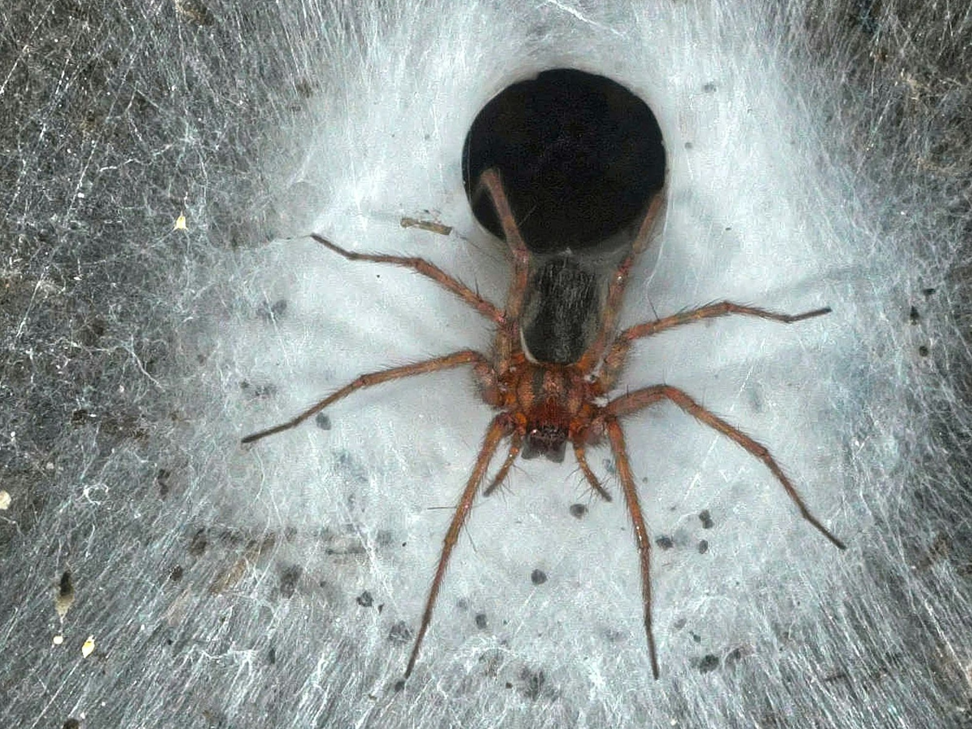 Eine Hauswinkelspinne in ihrem Trichternetz