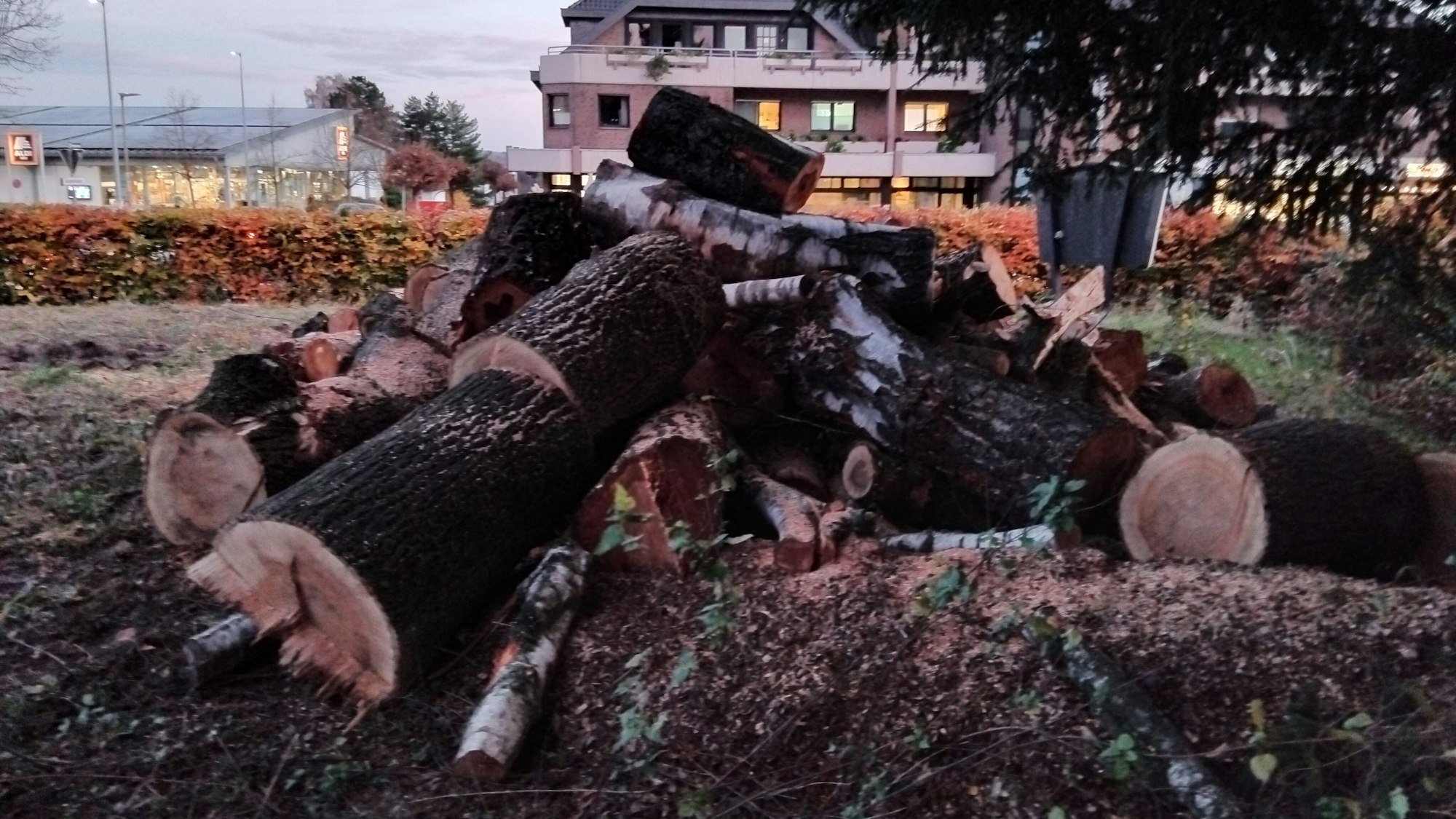Etliche große Bäume neben der ehemaligen Gaststätte wurden ohne Erlaubnis gefällt. Für das Entfernen eines Baumes mit einem Stammumfang von mehr als 70 Zentimetern kann ein Bußgeld von bis zu 10.000 Euro verhängt werden.
