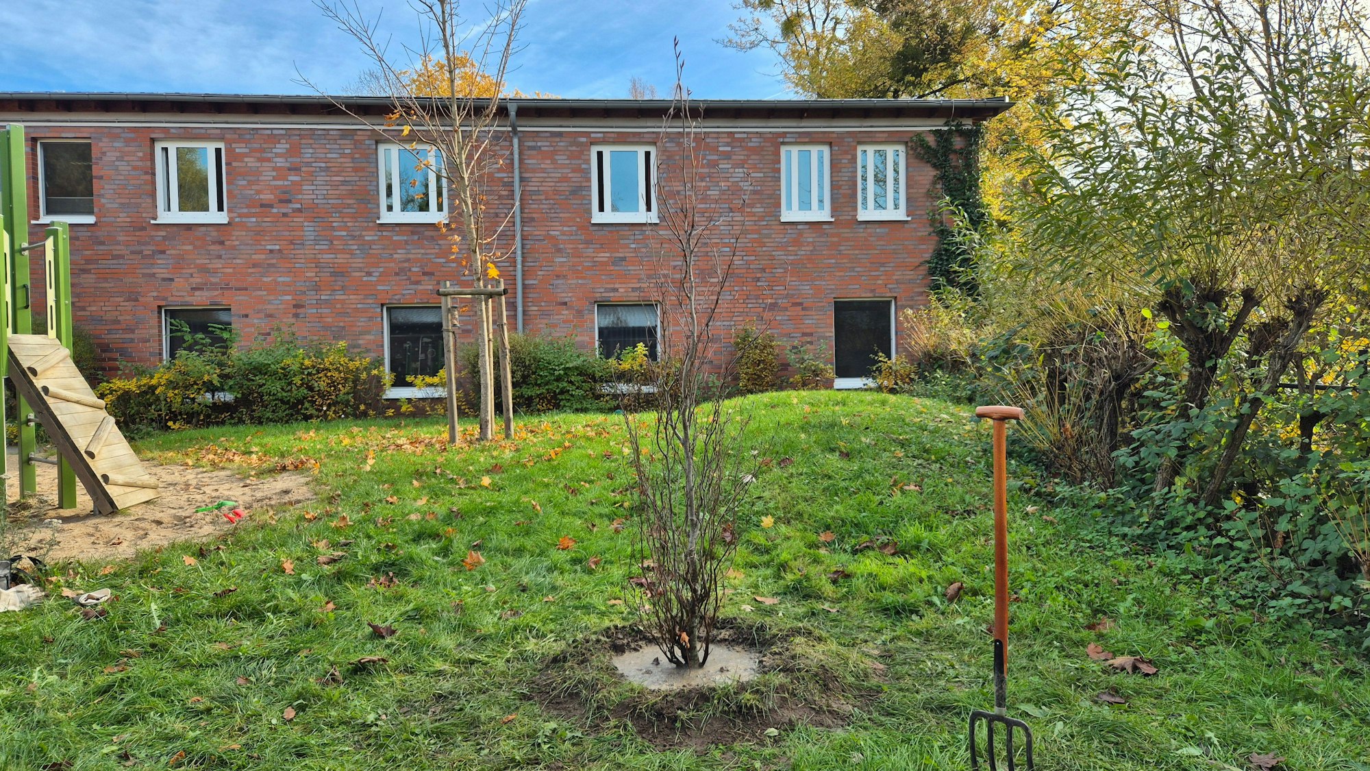 Ein frisch eingepflanzter Baum auf einer Wiese vor einem Gebäude.