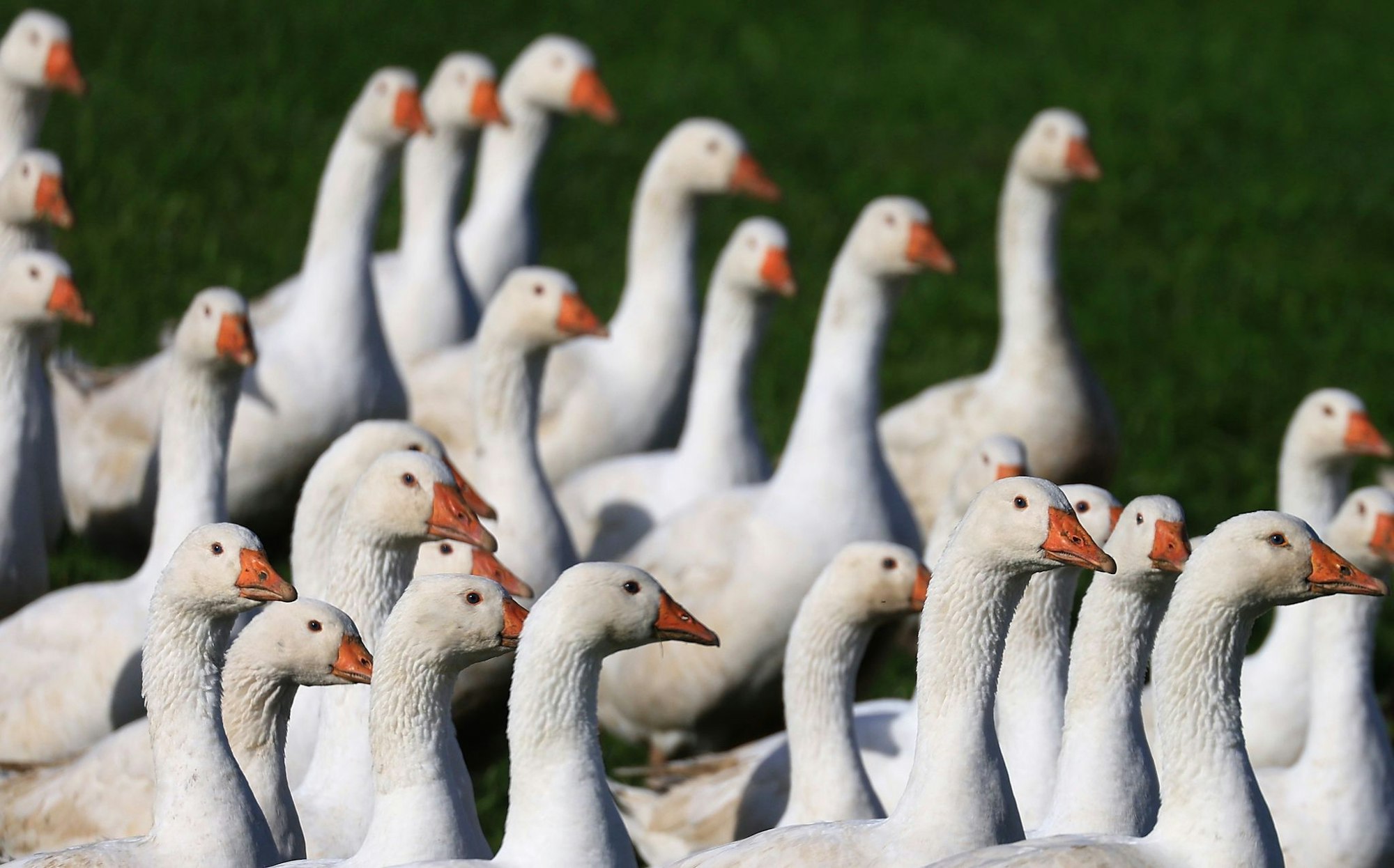 Für den Gänsebraten zum Martinsfest müssen Verbraucher in diesem Jahr wohl vielerorts mehr berappen. (Archivbild)