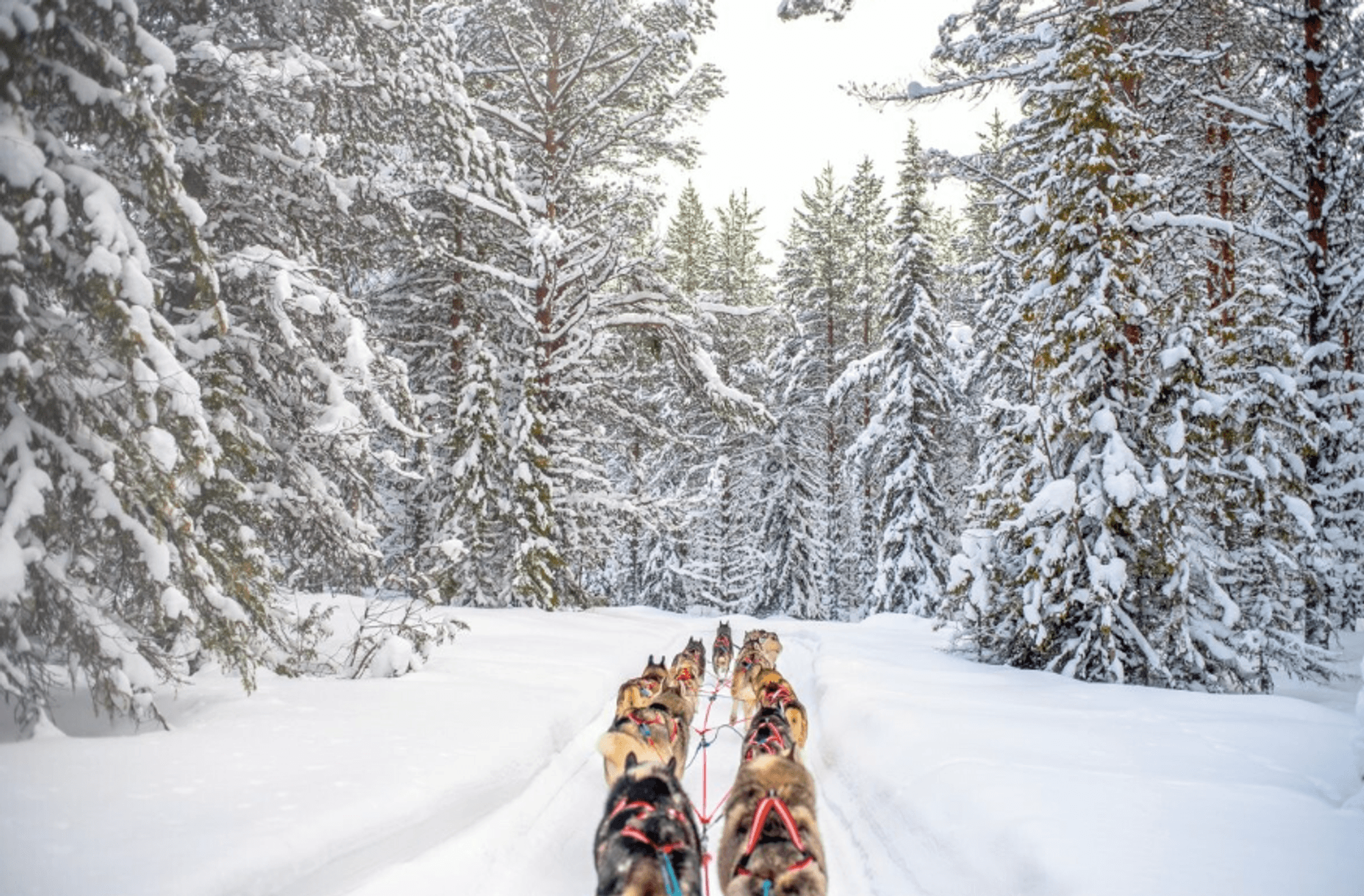 Ein Husky-Schlitten in einer verschneiten Winterlandschaft in Lappland.