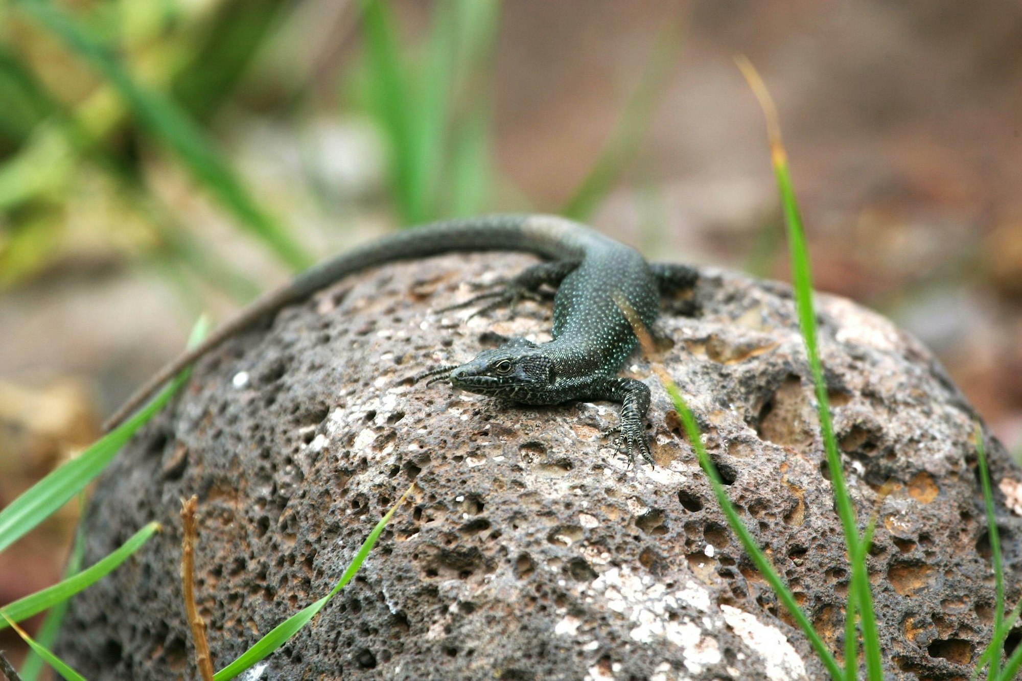 Eine Madeira-Eidechse