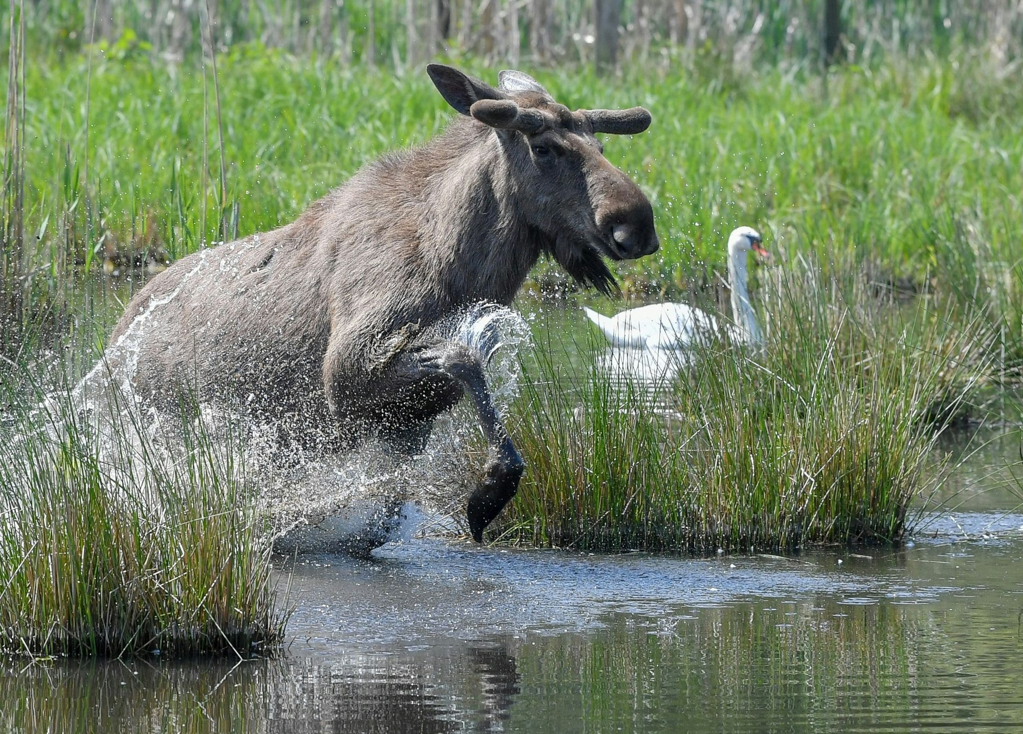 Experten glauben, dass sich die Tiere künftig wieder dauerhaft in Deutschland ansiedeln könnten. (Symbolbild)