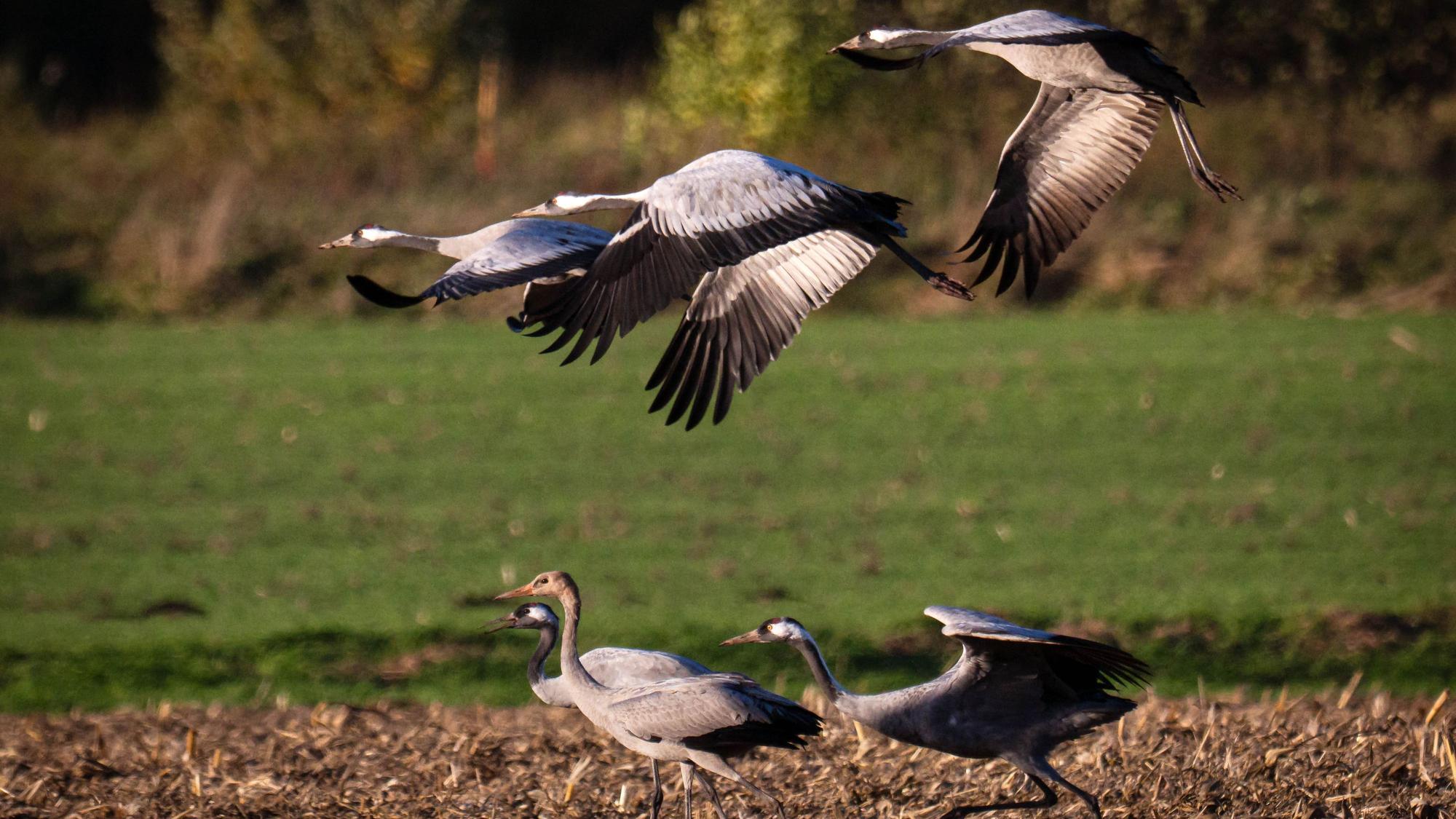 Kraniche auf einem Feld