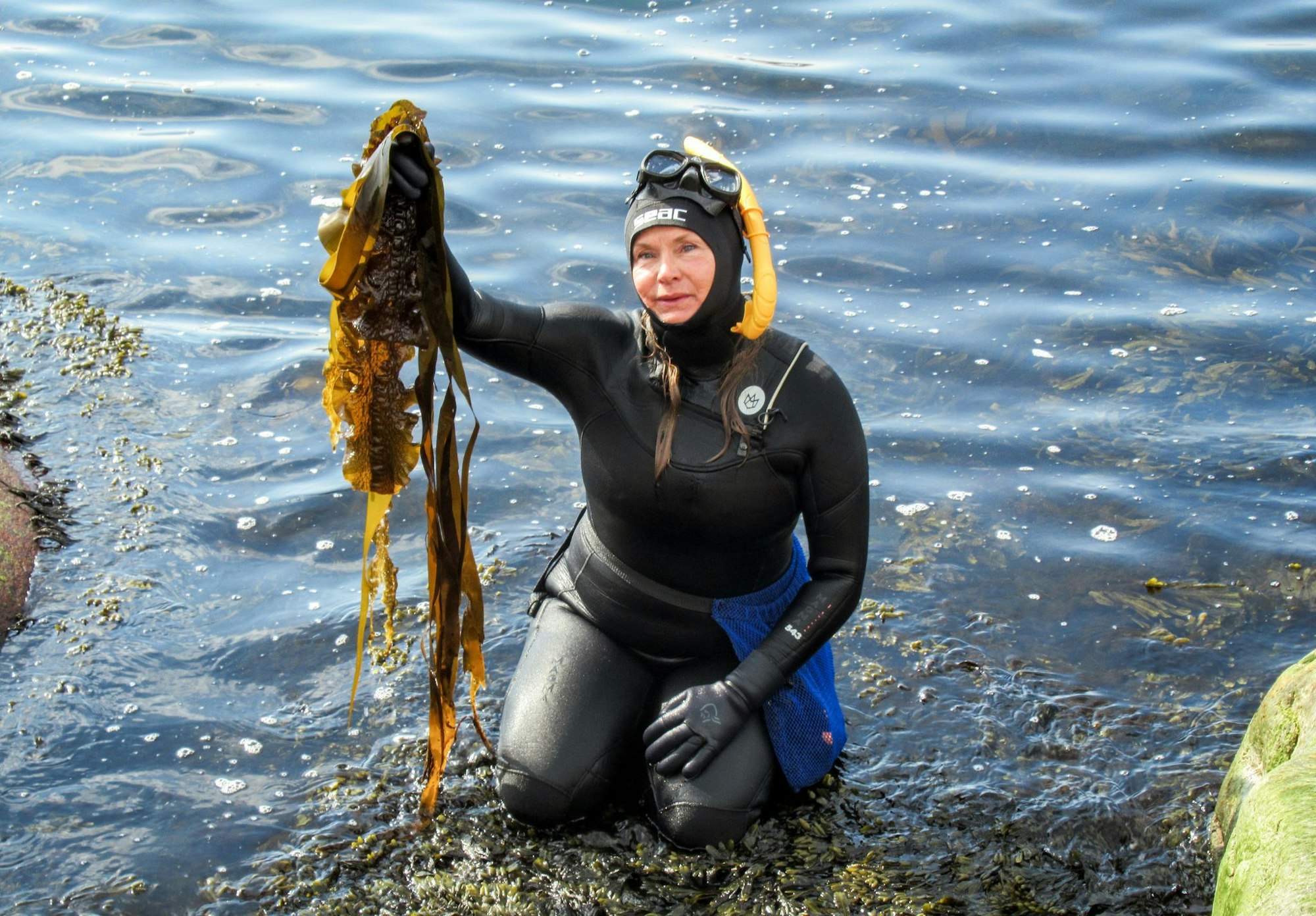 Linnea Sjögren taucht auf mit ihrer Ernte: Frisch geerntete Algen in Braun, Rot und Grün – für die Gründerin von Catxalot sind sie echte Multitalente.