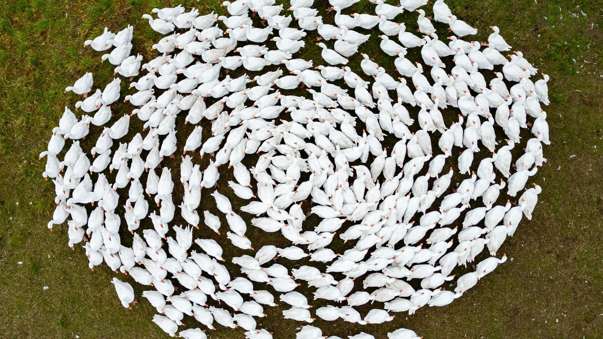 Schnatter, schnatter: Zuchtgänse laufen über eine Wiese in Sachsen. (Archivbild)