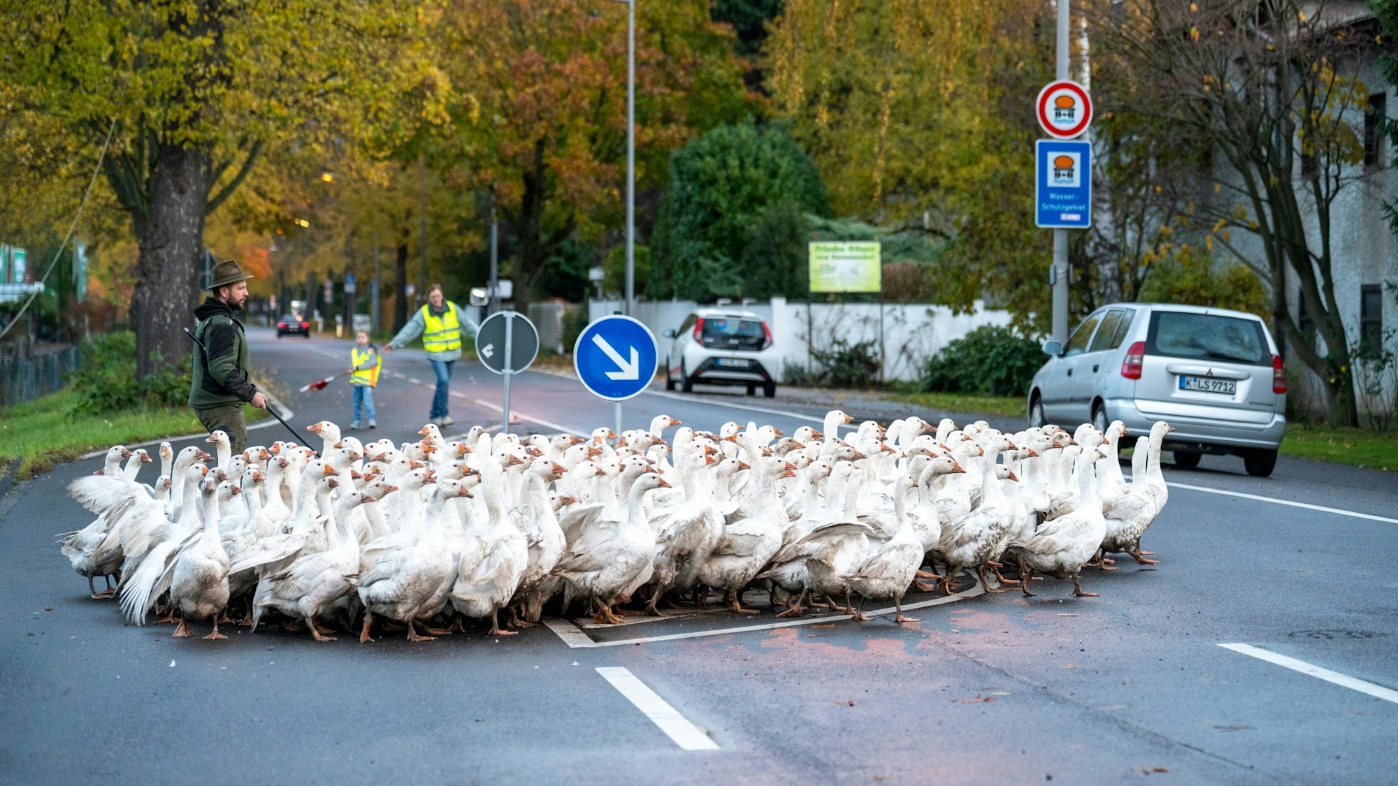 Auf ihrem Weg von der Wiese in den Stall überquerten die Gänse vom Hermannshof in Köln-Hahnwald zuletzt die Bonner Landstraße. Jetzt liegt der Geflügelhof innerhalb der Überwachungszone.