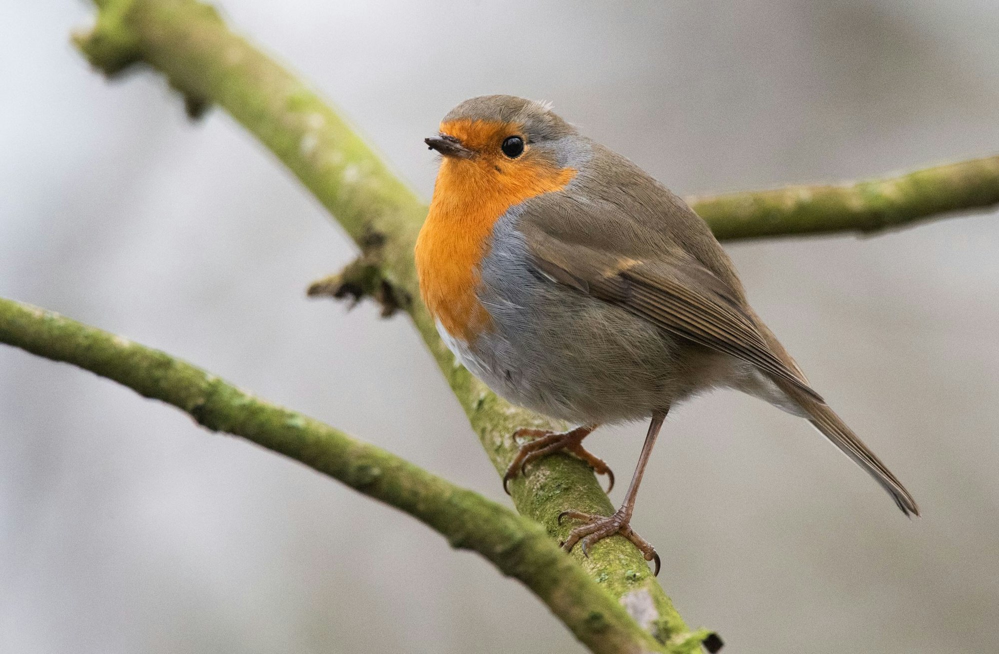 Vögel wie das Rotkehlchen plustern ihr Gefieder auf, um sich vor Kälte zu schützen.