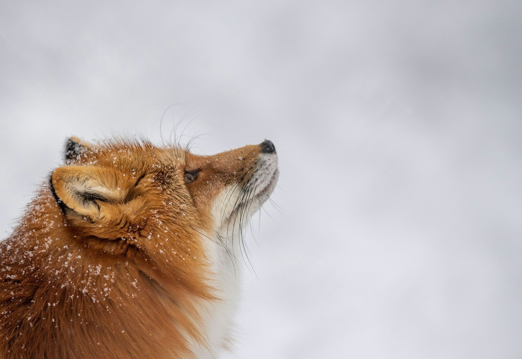 Was macht der Fuchs im Winter? Er hält keinen Winterschlaf, sondern geht auf Mäusejagd.