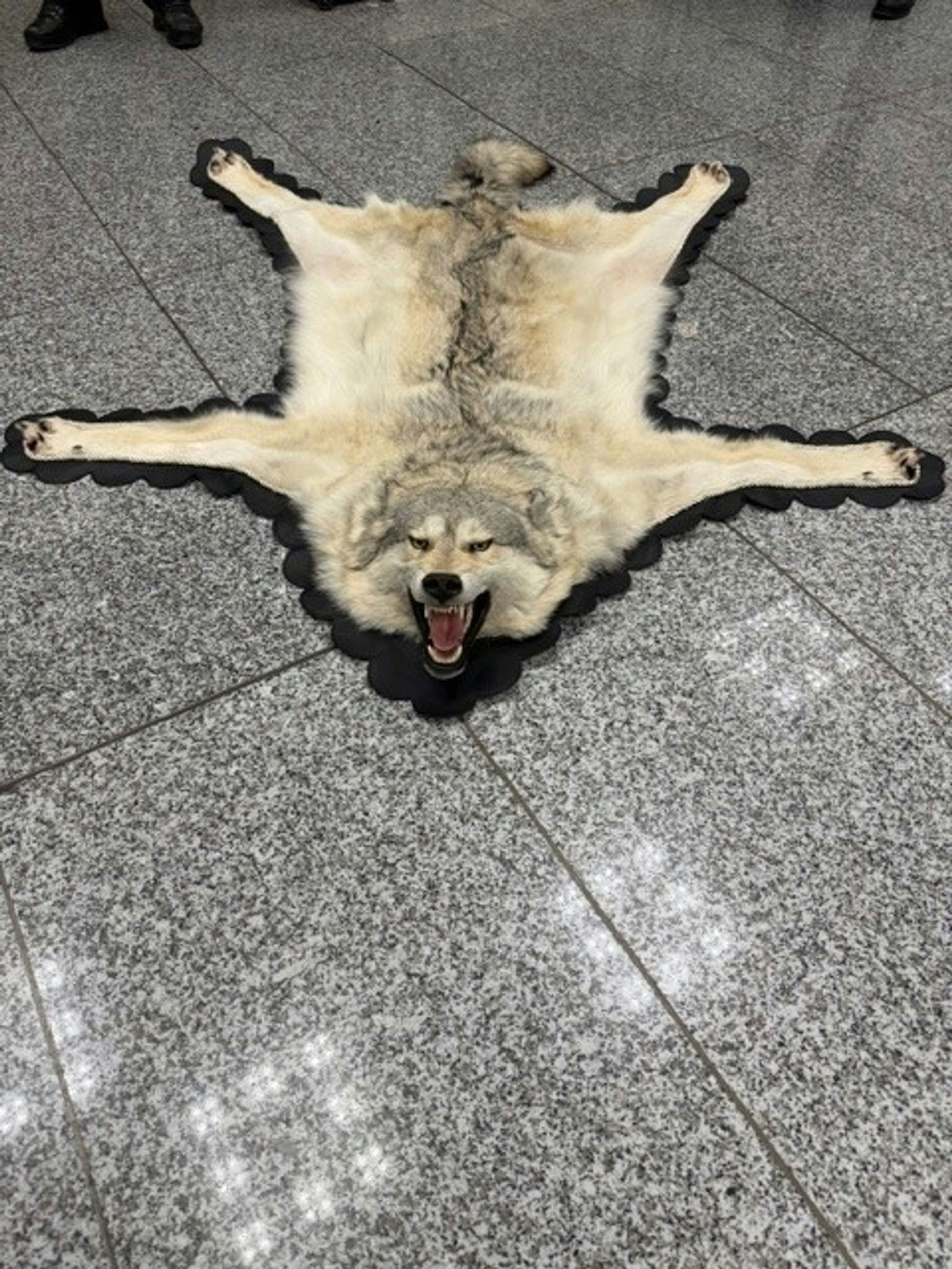 Der Zoll am Frankfurter Flughafen entdeckte ein Wolfsfell im Gepäck eines Reisenden. (Handout)