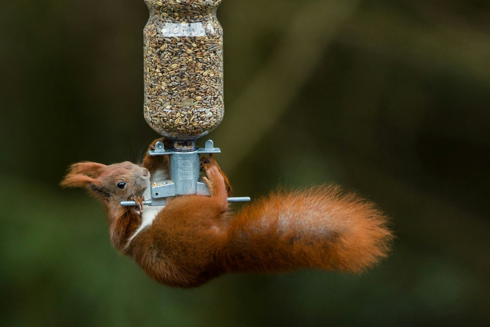 An sonnigen Tagen sind Eichhörnchen auch im Winter unterwegs und freuen sich über Nüsse und Samen.