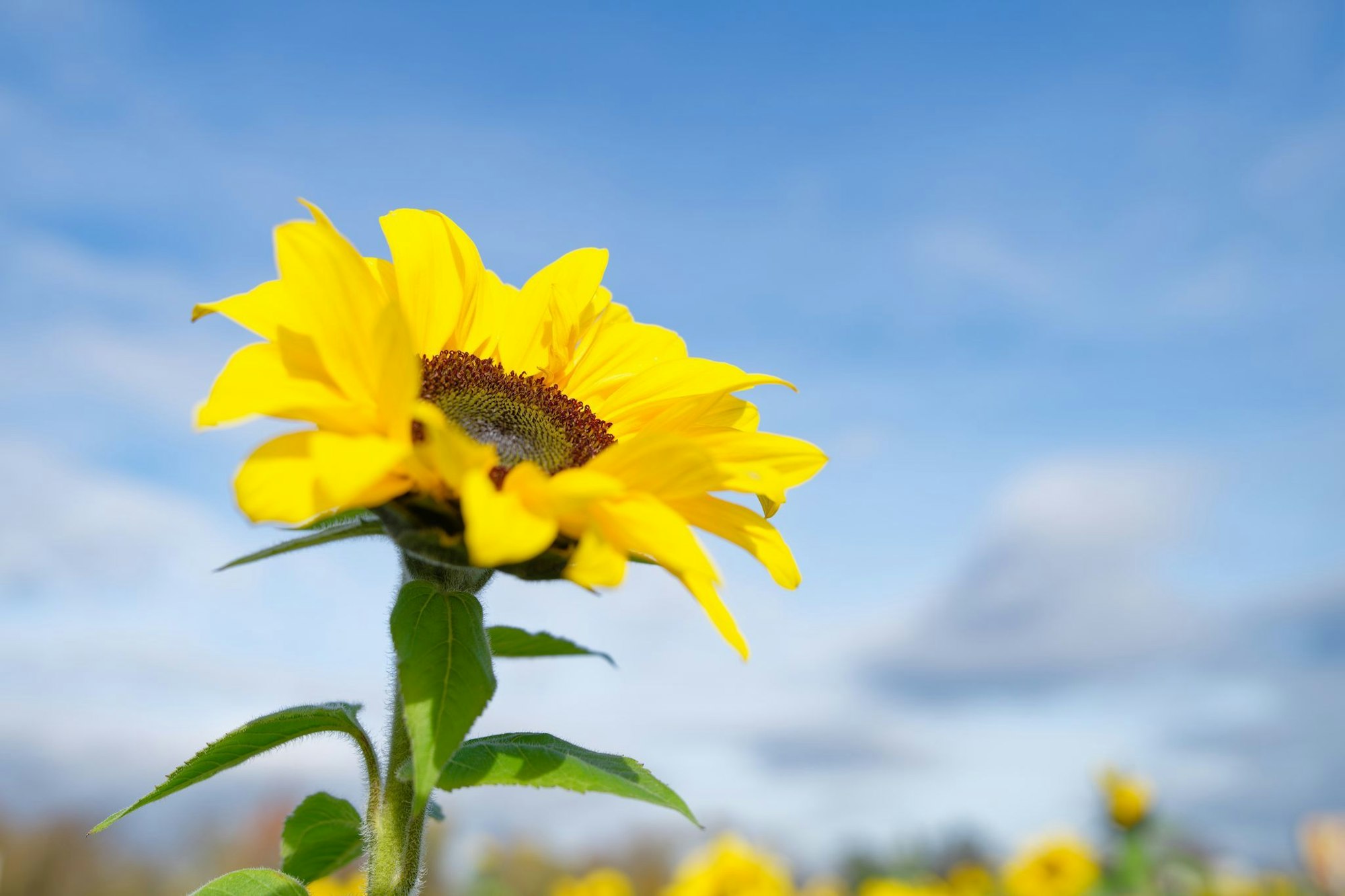 Besonders der Süden profitiert von der Wetterlage.