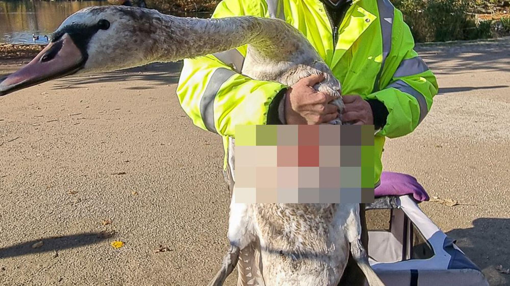 Ein verletzter Schwan in den Händen eines Menschen. Die Wunde ist verpixelt.