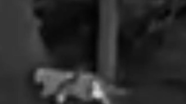 In einem Waldgebiet bei Kalenborn (Landkreis Ahrweiler in Rheinland-Pfalz) hat ein Jäger dieses Foto von einer vermeintlichen Großkatze aufgenommen.