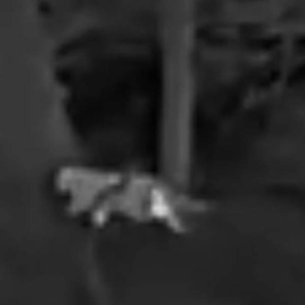 In einem Waldgebiet bei Kalenborn im Landkreis Ahrweiler nahe dem Rhein-Sieg-Kreis hat ein Jäger diese Fotos von einer vermeintlichen Großkatze aufgenommen.