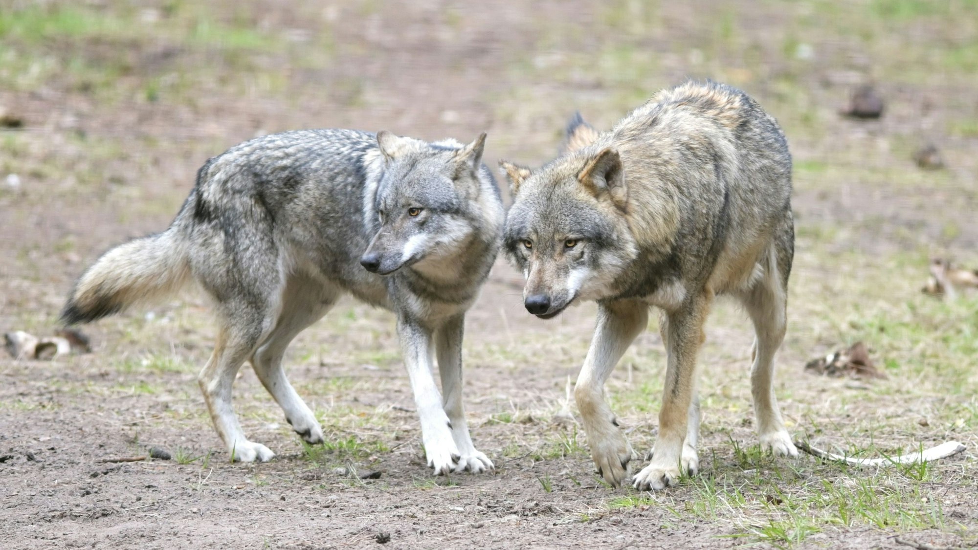 Wölfe laufen im Wildpark Schorfheide durchs Gehege.