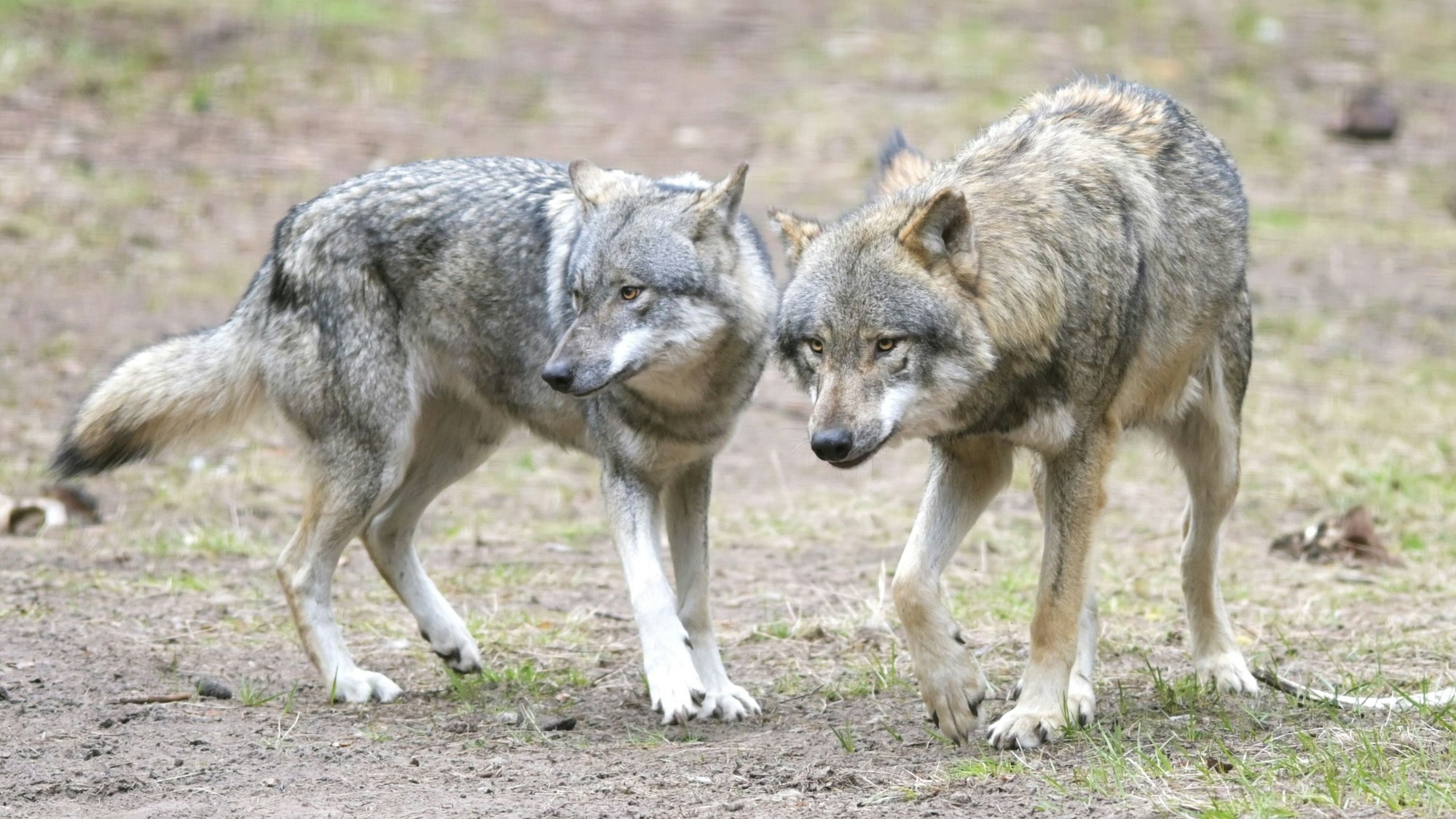 Zwei Wölfe sind in einem Gehege im Wildpark zu sehen.