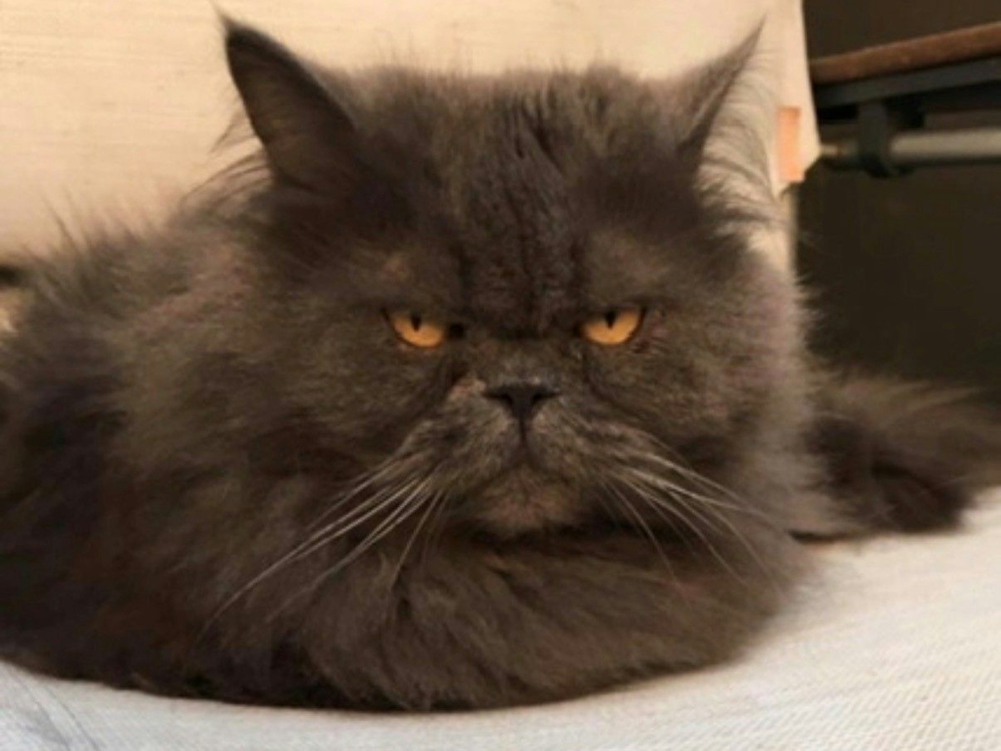 Apilhas wurde 20 Jahre alt.