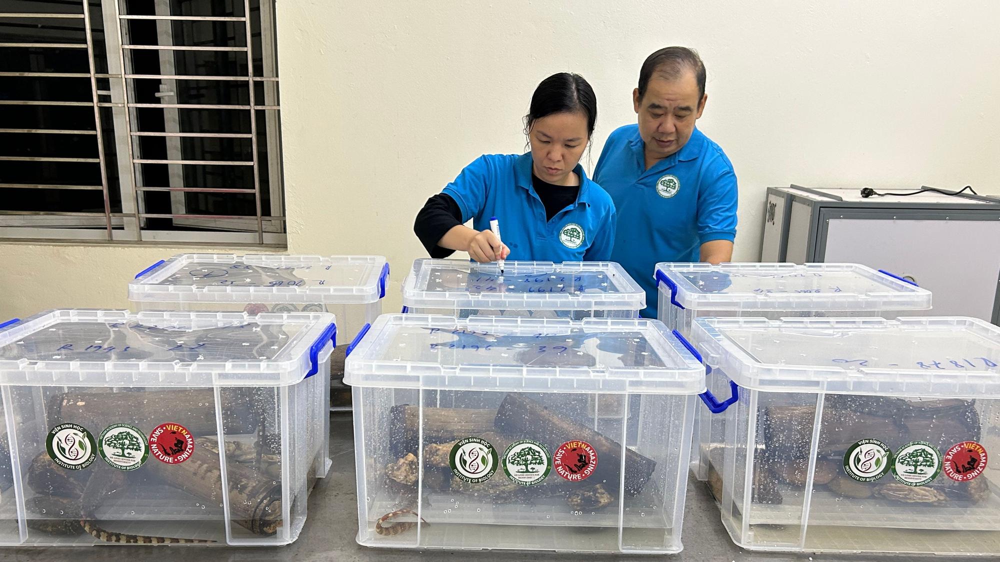 Sichten und Auspacken der Vietnamesischen Krokodilschwanzechsen.