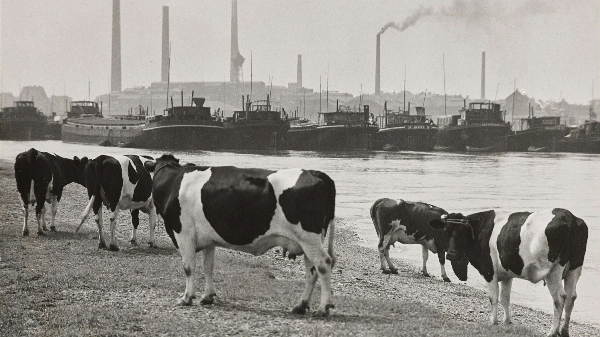 Kühe stehen vor einem Flusspanorama mit Industriehafen.