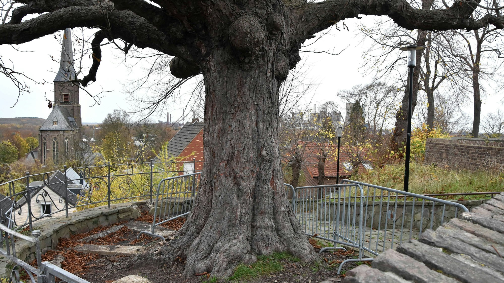 Das Bild zeigt eine Kastanie, im Hintergrund sind Häuser und eine Kirche zu sehen.
