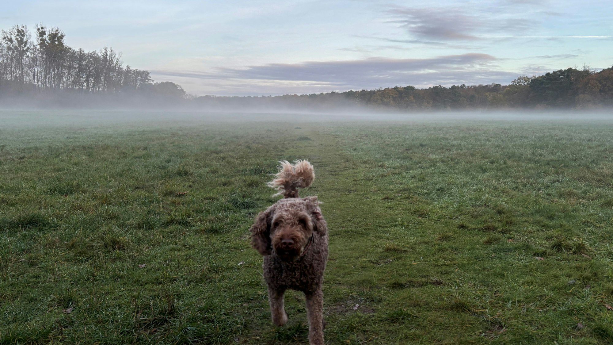 Die „Hundewiese“ zwischen Brück und Dellbrück an der Grenze zum Bergisch Gladbacher Stadtteil.