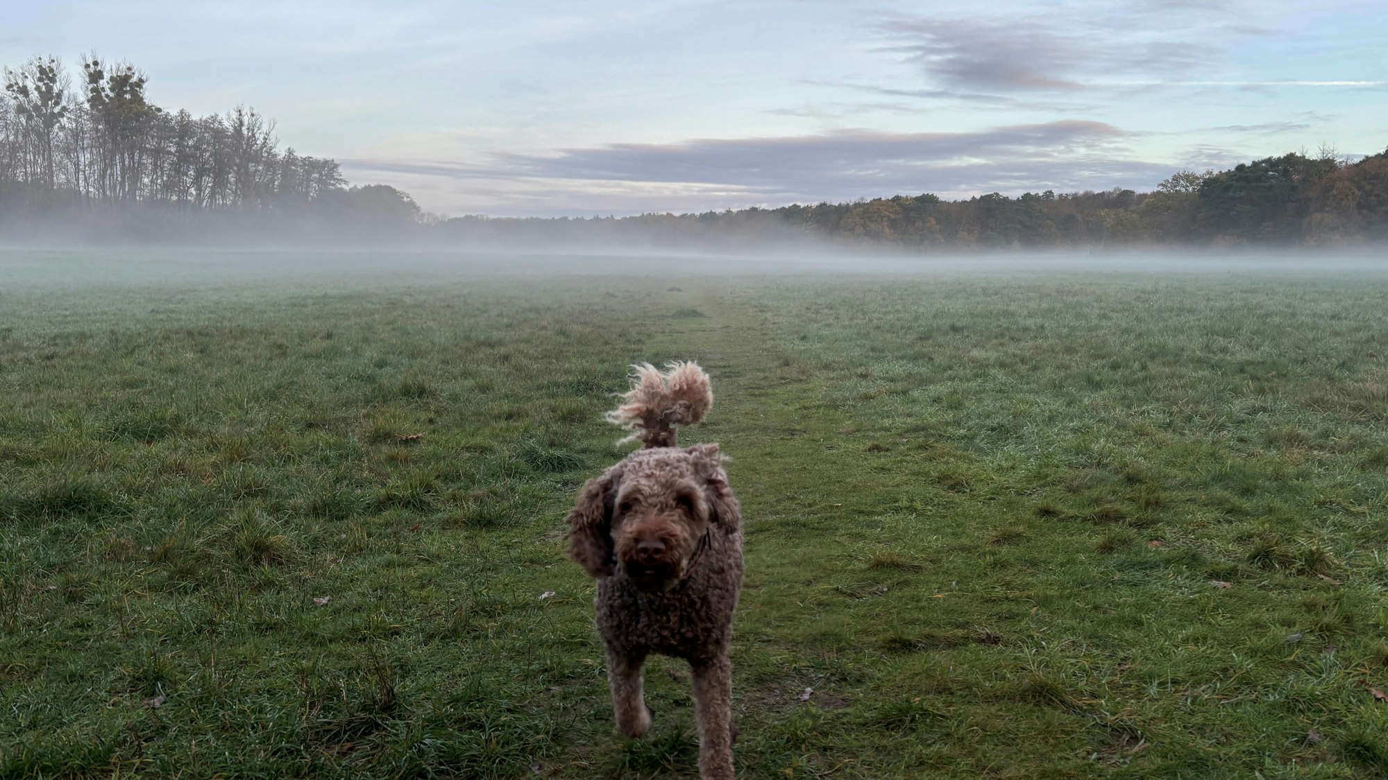 Die „Hundewiese“ zwischen Brück und Dellbrück an der Grenze zum Bergisch Gladbacher Stadtteil.