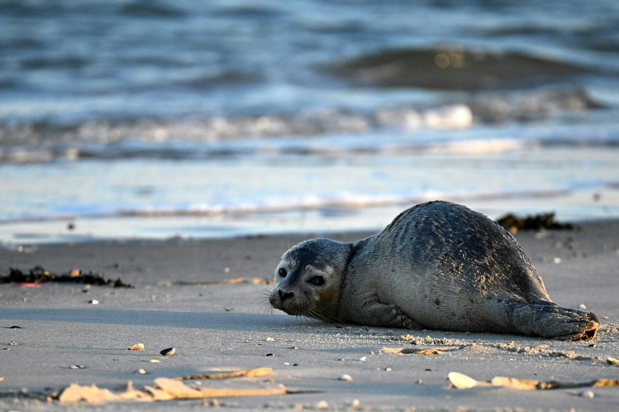 Seehunde zählen zu den größten Meeresraubtieren im Wattenmeer. (Archivbild)