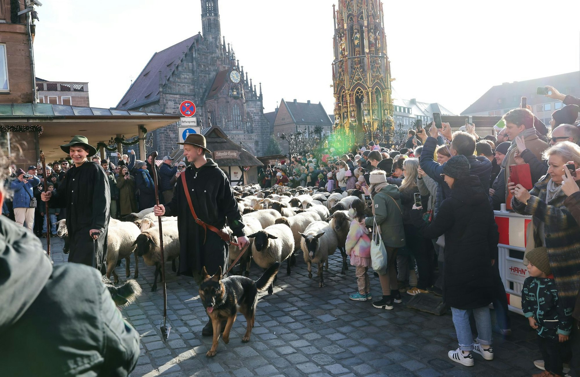 Eine Herde mit 600 Schafen ist in Nürnberg mitten durch die Stadt zu ihren Winterweiden gezogen.