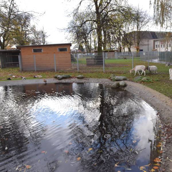 Das Foto zeigt Wild und Vögel an einem kleinen Weiher.