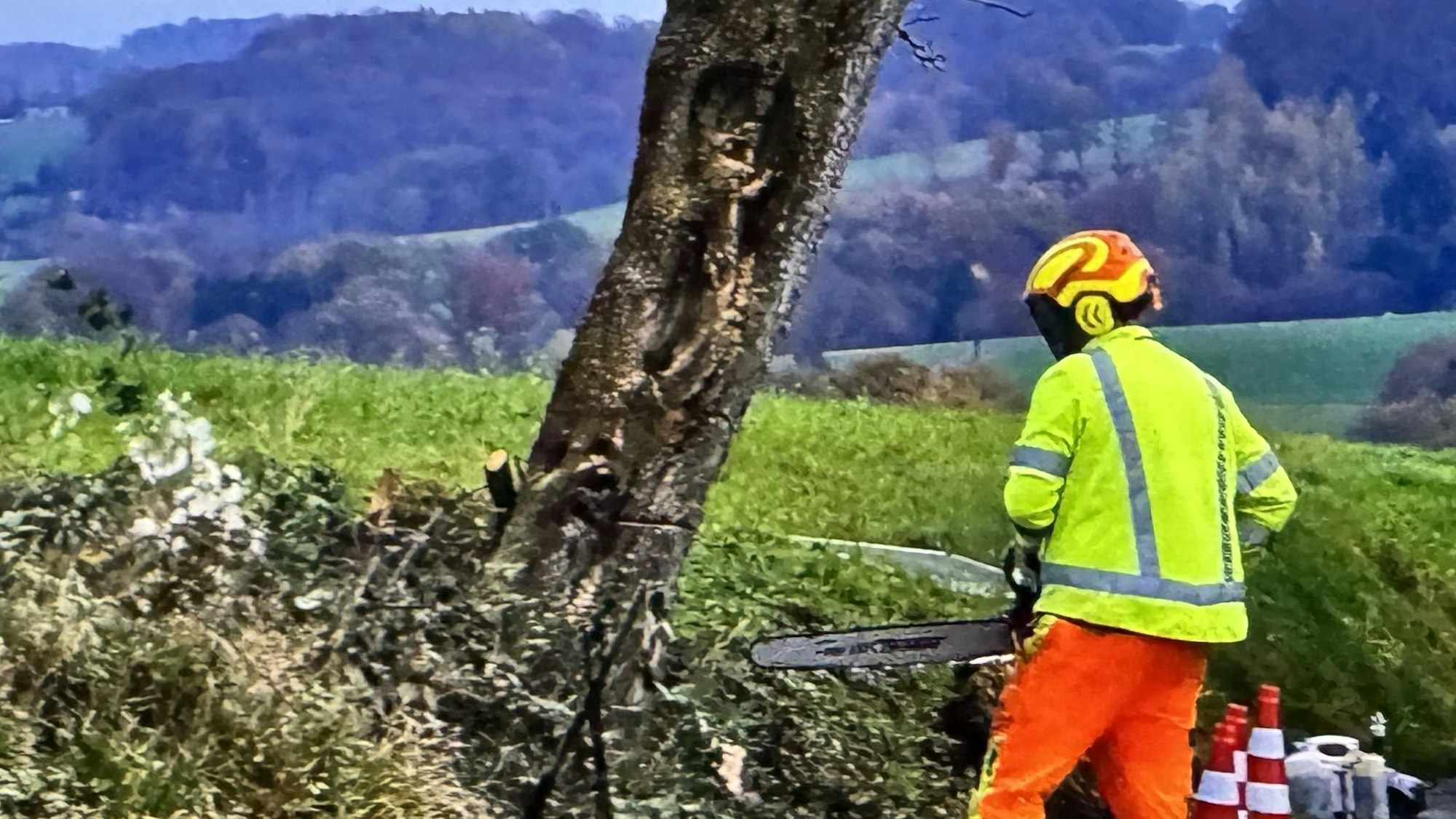 Ein Mann mit einer Kettensäge und Schutzkleidung steht vor einem Birnbaum an einem Straßenrand.