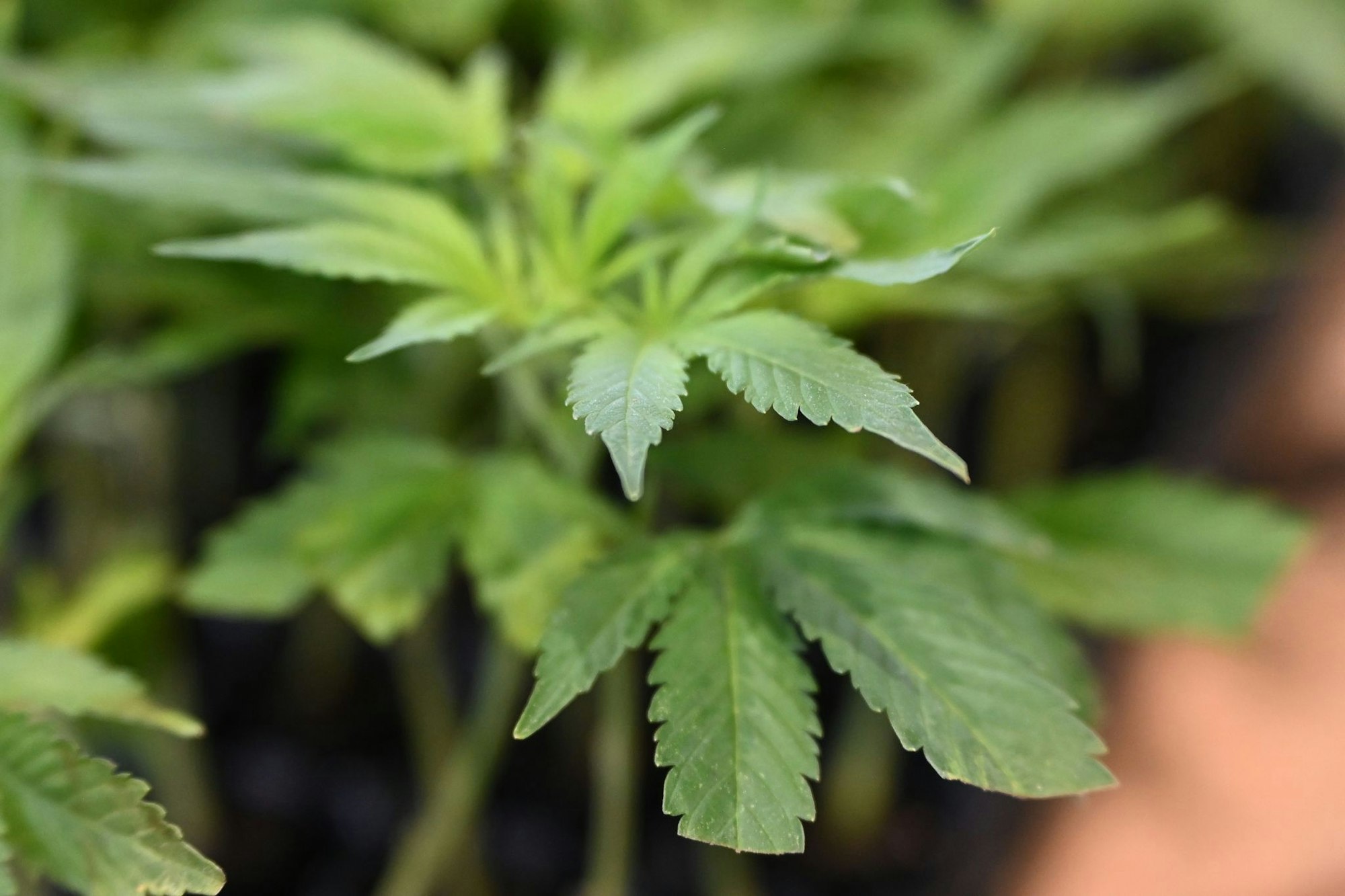 Die Ermittler entdeckten Marihuana. (Symbolbild)