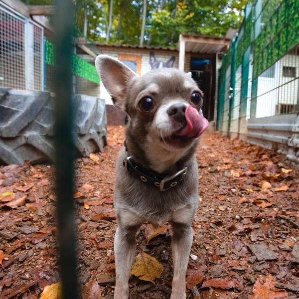 In der Hundepension können sich alle austoben: Auch Chihuahua Dillon hat in der Hundepflegestation SOS Oberberg, beheimatet in der Reichshofer Ortschaft Sterzenbach, eine Bleibe gefunden.