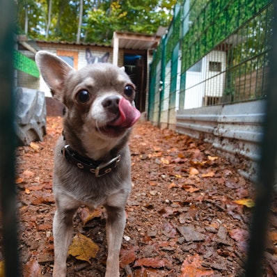 In der Hundepension können sich alle austoben: Auch Chihuahua Dillon hat in der Hundepflegestation SOS Oberberg, beheimatet in der Reichshofer Ortschaft Sterzenbach, eine Bleibe gefunden.