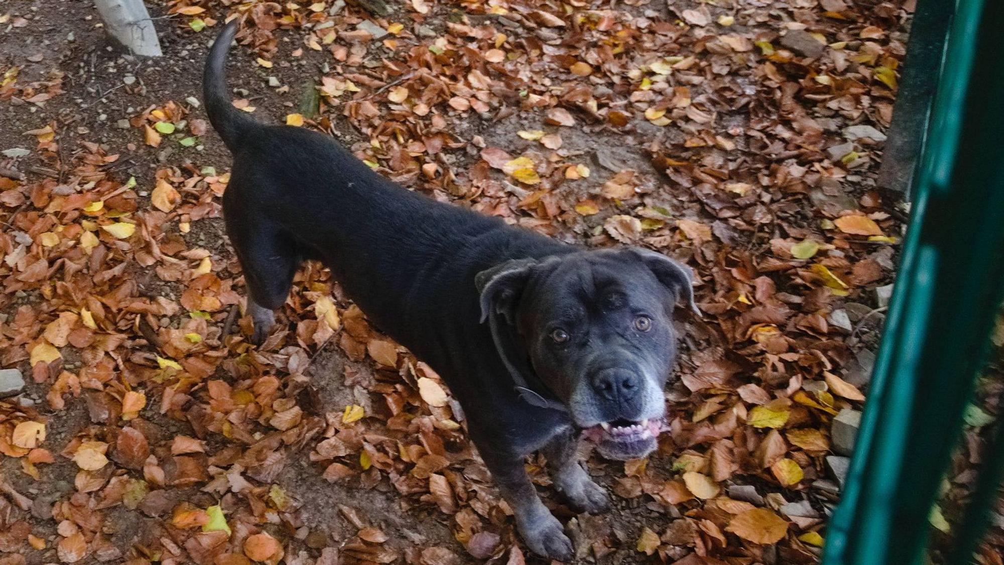 Auch Einzelgehege gibt es in der Hundepflegestation, in einem davon lebt der Cane Corso mit dem Namen Nox.